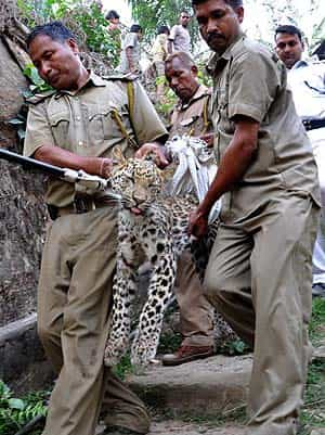 When leopard meets man: Photos of big cats at close quarters | Latest ...