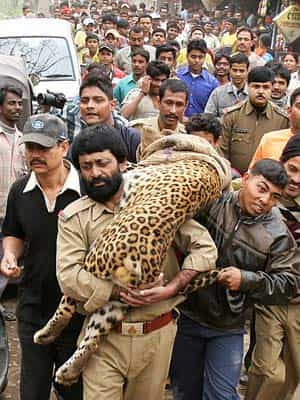 When leopard meets man: Photos of big cats at close quarters | Latest ...