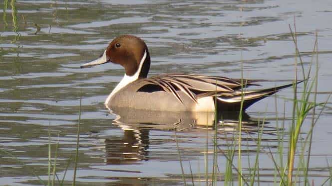 Northern Pintail is a waterbird, breeds in central Asia and migrates to south Asia in winters. (HT photo) Northern Pintail is a waterbird, breeds in central Asia and migrates to south Asia in winters. (HT photo)