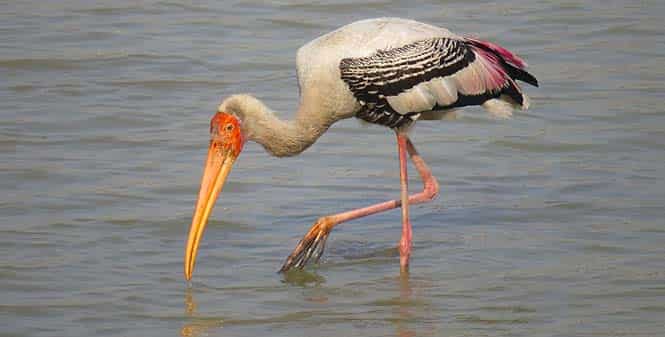 Painted Stork is a threatened waterbird. It’s a resident of south, southeast and east Asia and migrates locally in winters. (HT photo) Painted Stork is a threatened waterbird. It’s a resident of south, southeast and east Asia and migrates locally in winters. (HT photo)