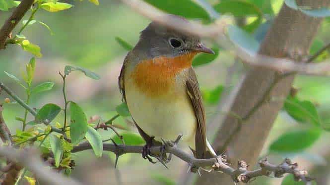 Redthroated Flycatcher is a terrestrial bird, migrates to south Asia. (HT photo) Redthroated Flycatcher is a terrestrial bird, migrates to south Asia. (HT photo)