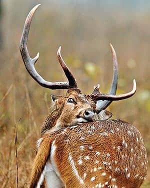 The chital inhabits the Panna forest and regularly features on the menu for a tiger. An adult chital may satiate a tiger for a week The chital inhabits the Panna forest and regularly features on the menu for a tiger. An adult chital may satiate a tiger for a week