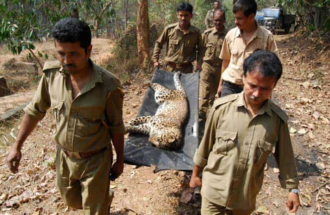 When leopard meets man: Photos of big cats at close quarters | Latest ...