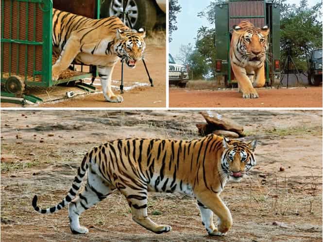 T6, who walked into the forest with an air of arrogance, was relocated from the Pench Tiger Reserve T6, who walked into the forest with an air of arrogance, was relocated from the Pench Tiger Reserve