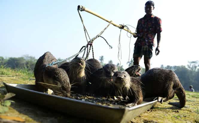 Bangladeshi fisherman feed their otters as they catch fish in Narail some 208kms from Dhaka. (AFP Photo)