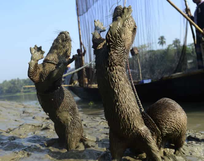 The fishermen are using a rare technique that relies on coordination between man and trained otters, a centuries-old fishing partnership that is now dying out. (AFP Photo)