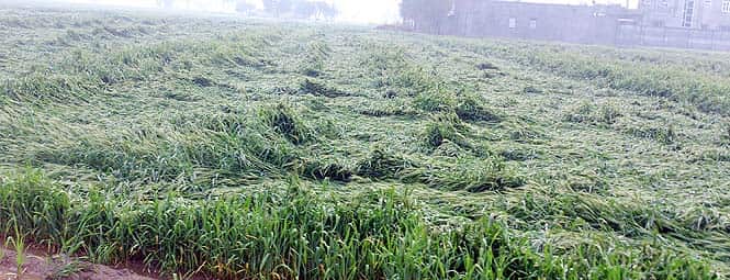 A view of damaged wheat crops near Rauke Kalan village in district Moga, Punjab. (HT photo)
</div) A view of damaged wheat crops near Rauke Kalan village in district Moga, Punjab. (HT photo)
</div)