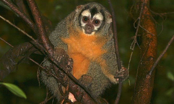 A new study has found that owl monkeys stay faithful for life. (AFP)</strong) A new study has found that owl monkeys stay faithful for life. (AFP)</strong)