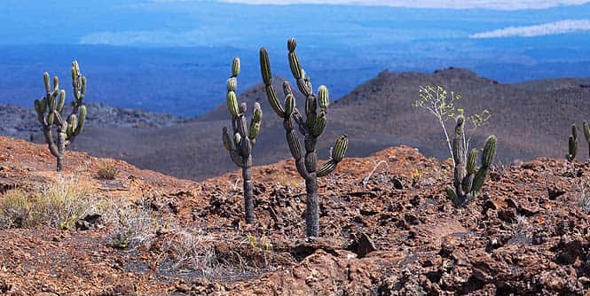 The Sierra Negra, in the Galapagos Islands, is a 1,124 meter volcanic peak The Sierra Negra, in the Galapagos Islands, is a 1,124 meter volcanic peak