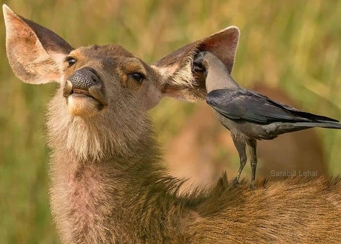 Deer bird deals