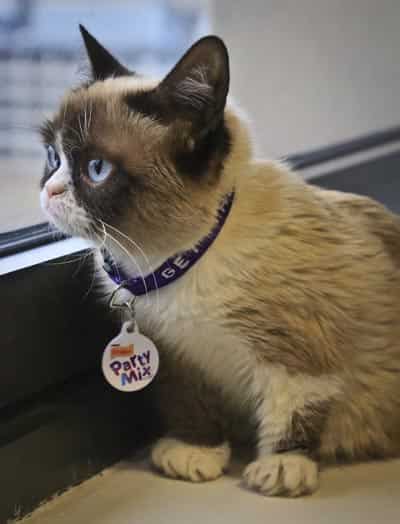 Grumpy Cat walks on a table during a television interview. (AP photo)</em> 
</div)