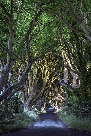 Northern Ireland has set the scene for several seasons of GOT: The Dark Hedges, Co Antrim, Bregagh Road. (Photo: shutterstock.com)</font></strong> 
</div)