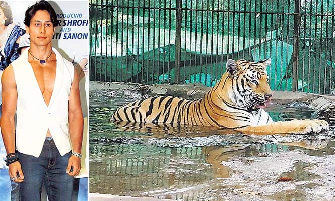 Tiger Shroff and his four-year-old tiger, Jaan, at the Nagpur zoo. (HT Photo)</font></em></strong)