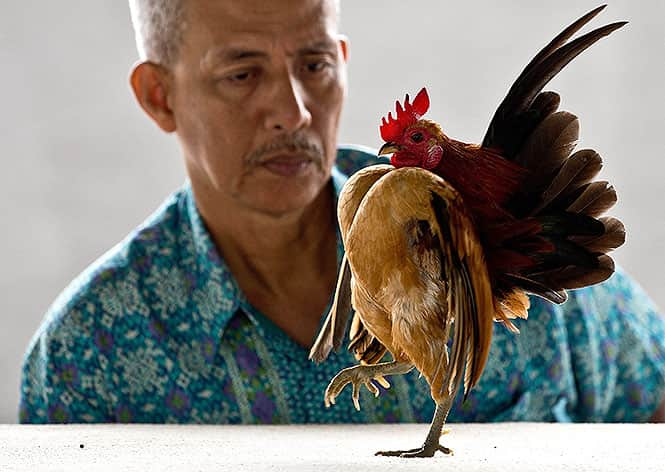 When the chickens go marching in Malaysia s strutting serama fowl