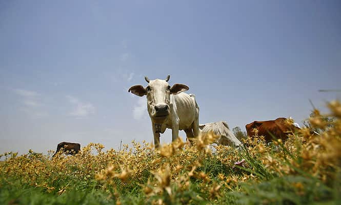 A cow grazes in a field at Mewat district in the northern Indian state of Haryana. (Reuters photo)
</div) A cow grazes in a field at Mewat district in the northern Indian state of Haryana. (Reuters photo)
</div)