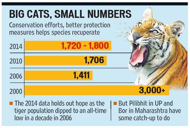 How India helped its Bengal tigers come roaring back 