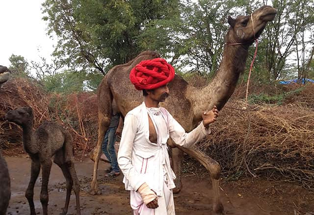 Ilse Kohler Rollefson Our Lady Of The Camels Hindustan Times