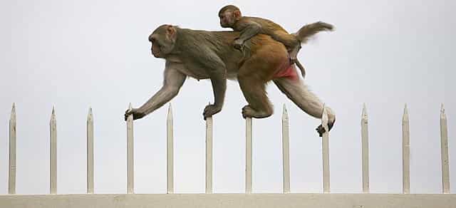 Picture of a monkey along with its baby walks on top of a gate. As India launches an $18 billion plan to spread the information revolution to its provinces, the problems it faces are a holdover from the past - electricity shortages, badly planned, jam-packed cities, and monkeys. Reuters Photo Picture of a monkey along with its baby walks on top of a gate. As India launches an $18 billion plan to spread the information revolution to its provinces, the problems it faces are a holdover from the past - electricity shortages, badly planned, jam-packed cities, and monkeys. Reuters Photo