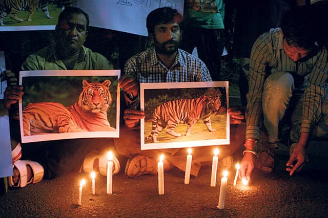Wildlife lovers stage a protest candle march infront of the residence of state forest minister at Char Imli, against the killing of the Tiger cub in Bandhavgarh Tiger reserve in Bhopal. HT Photo Wildlife lovers stage a protest candle march infront of the residence of state forest minister at Char Imli, against the killing of the Tiger cub in Bandhavgarh Tiger reserve in Bhopal. HT Photo