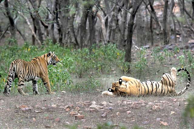 This April 12, 2015 photo shows tigers at the Ranthambore National Park in Sawai Madhopur. (AP Photo) This April 12, 2015 photo shows tigers at the Ranthambore National Park in Sawai Madhopur. (AP Photo)