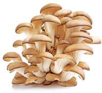 Oyster mushrooms turn up in dishes in Nepal and in Kerala Oyster mushrooms turn up in dishes in Nepal and in Kerala