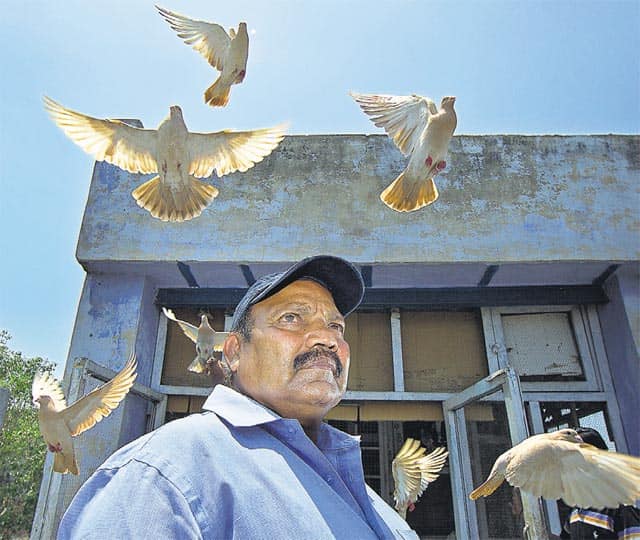 The love and passion of pigeon keeping in Old Delhi Latest News India Hindustan Times