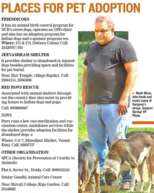 Strays no more, mixed breed canines find home - Hindustan Times Strays no more, mixed breed canines find home - Hindustan Times