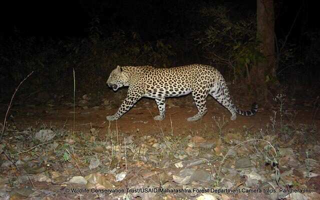 Study spots 70 tigers, 180 leopards outside Vidarbha’s tiger reserves ...