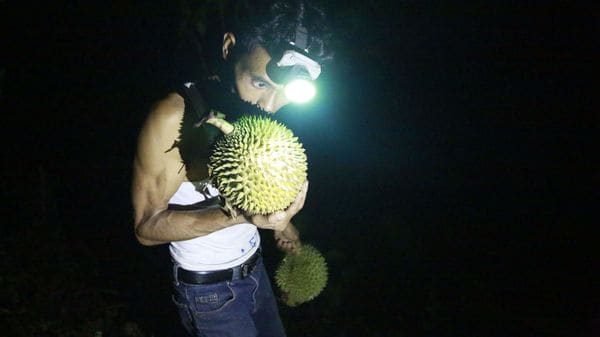 This photo taken on February 15, 2020 shows an Indonesian farmer smelling a durian fruit as he collects them in Talang Mulya village in Teluk Pandan in Lampung province. (AFP)
