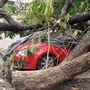 A car damaged by an uprooted tree in the aftermath of Cyclone Amphan in Kolkata.