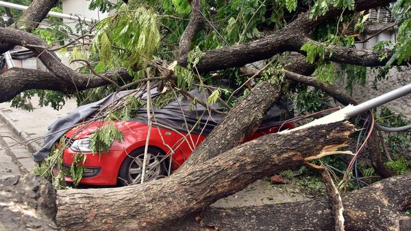 A car damaged by an uprooted tree in the aftermath of Cyclone Amphan in Kolkata.