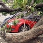 A car damaged by an uprooted tree in the aftermath of Cyclone Amphan in Kolkata.