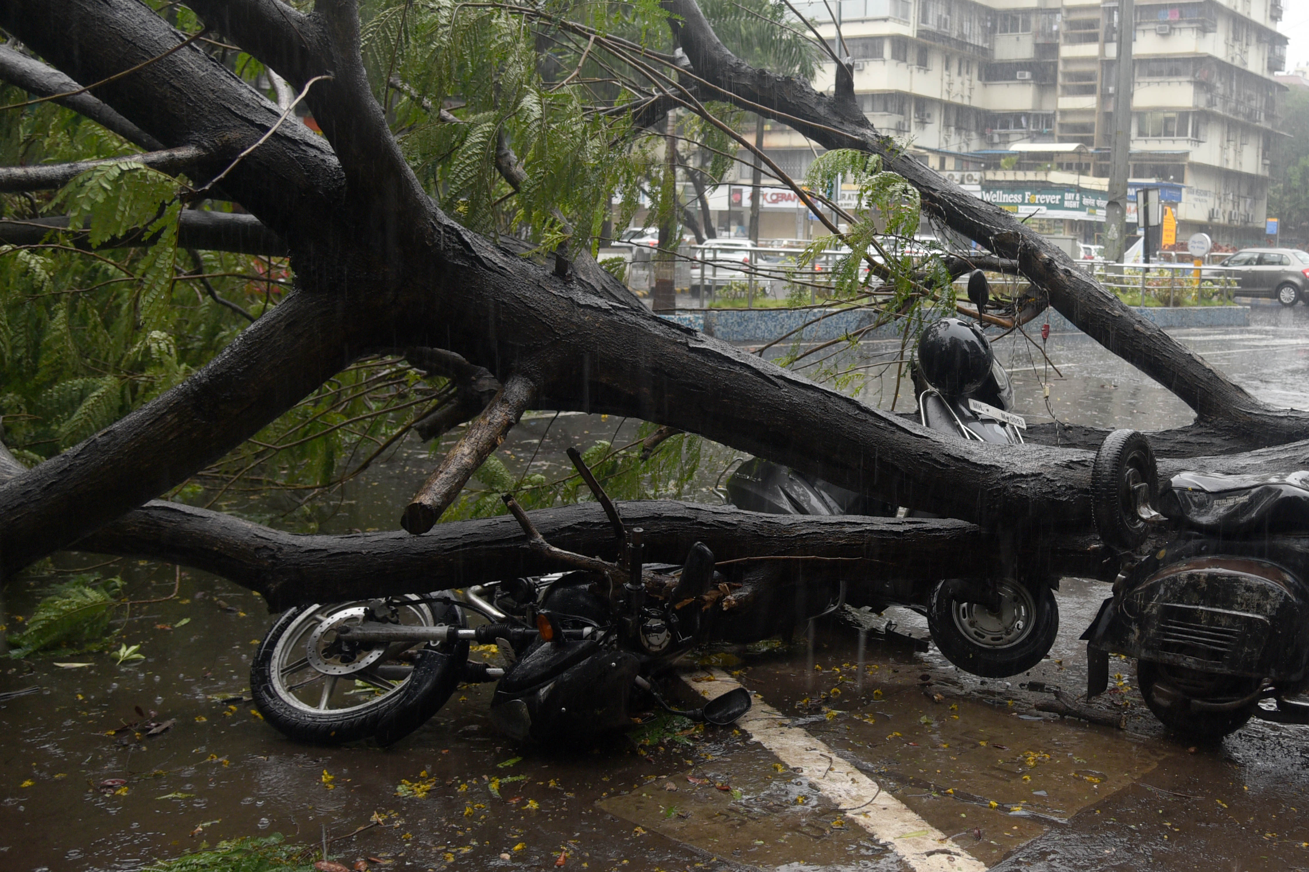 Here some two-wheelers which are damaged beyond repair can be seen under a fallen tree in Navi Mumbai. 