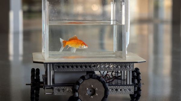 The goldfish has been trained to drive a vehicle. (Image: Youtube/BBC News)