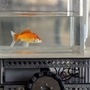 The goldfish has been trained to drive a vehicle. (Image: Youtube/BBC News)