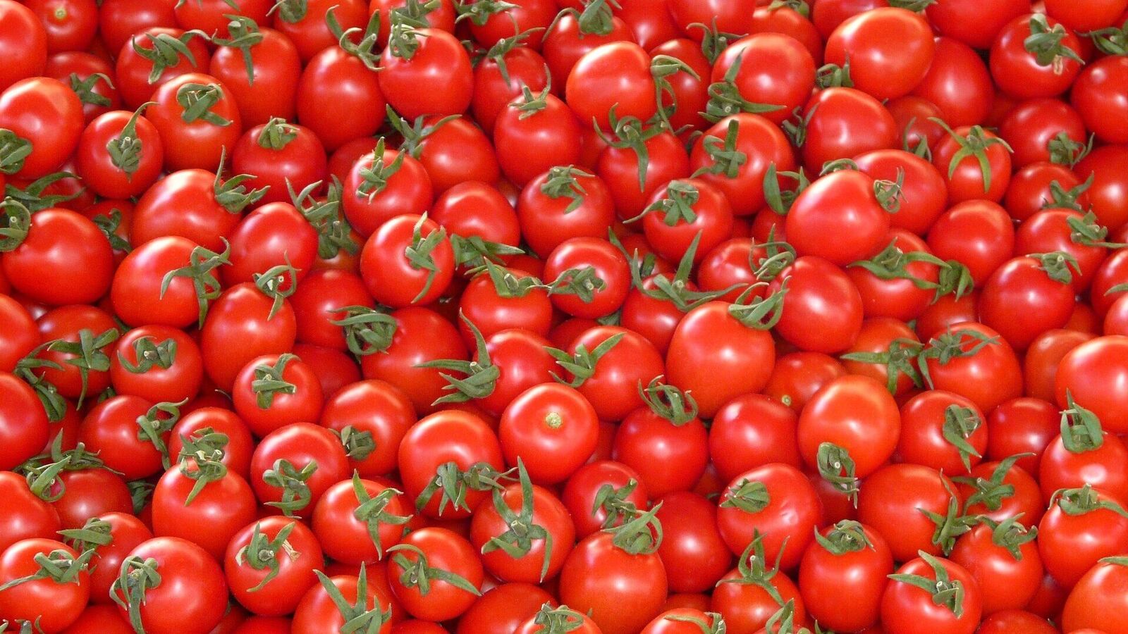 Can tomatoes cause accidents? Check this out HT Auto