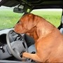File photo of a dog in the driver's seat used for representational purpose only.