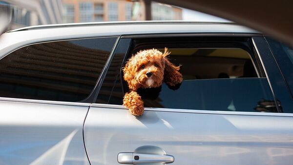 Most dogs love to enjoy the breeze from the windows of a moving car. But do not fall for puppy eyes if you have a more adventurous furry friend wanting to get on top of the car. Not in Alaska anyway... Car dog