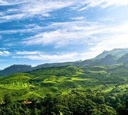 Plan your family vacation in Munnar's serene tea gardens