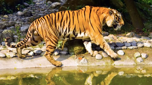 আলিপুর চিড়িয়াখানায় একটষ বাঘ আলিপুর চিড়িয়াখানায় একটষ বাঘ