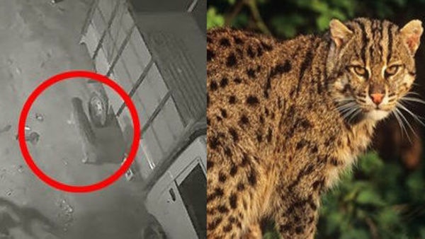 কোন্নগরে সিসিটিভি ক্যামেরায় ধরা পড়া প্রাণীর ছবি (বাঁ দিকে)। একটি বাঘরোল বা মেছো বাঘ (ডান দিকে)। কোন্নগরে সিসিটিভি ক্যামেরায় ধরা পড়া প্রাণীর ছবি (বাঁ দিকে)। একটি বাঘরোল বা মেছো বাঘ (ডান দিকে)।
