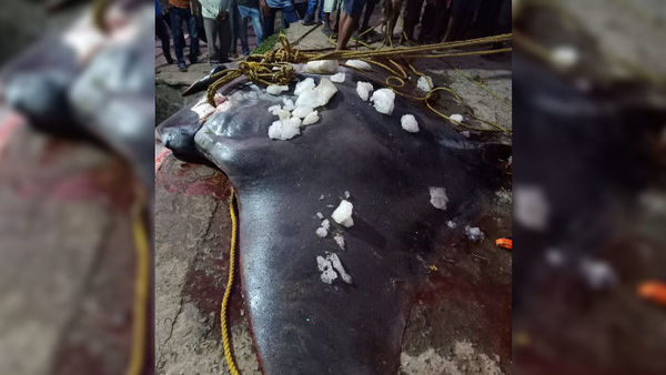 বঙ্গোপসাগরে ধরা পড়া জায়ান্ট ওশিয়ানিক মান্টা রে প্রজাতির মাছটি সোমবার সকালে নিলাম হয় দিঘা মোহনায়। বঙ্গোপসাগরে ধরা পড়া জায়ান্ট ওশিয়ানিক মান্টা রে প্রজাতির মাছটি সোমবার সকালে নিলাম হয় দিঘা মোহনায়।