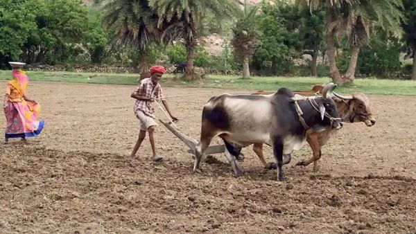 কৃষি খাতে নেওয়া স্বল্পমেয়াদী ঋণ শোধ করার সময় পিছিয়ে ৩১ মে করল কেন্দ্রীয় সরকার। কৃষি খাতে নেওয়া স্বল্পমেয়াদী ঋণ শোধ করার সময় পিছিয়ে ৩১ মে করল কেন্দ্রীয় সরকার।