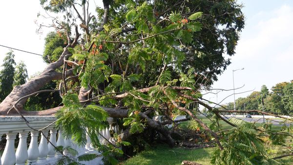 বুধবার রাতের কালবৈশাখিতে কলকাতায় উপড়ে পড়েছে গাছ। বুধবার রাতের কালবৈশাখিতে কলকাতায় উপড়ে পড়েছে গাছ।