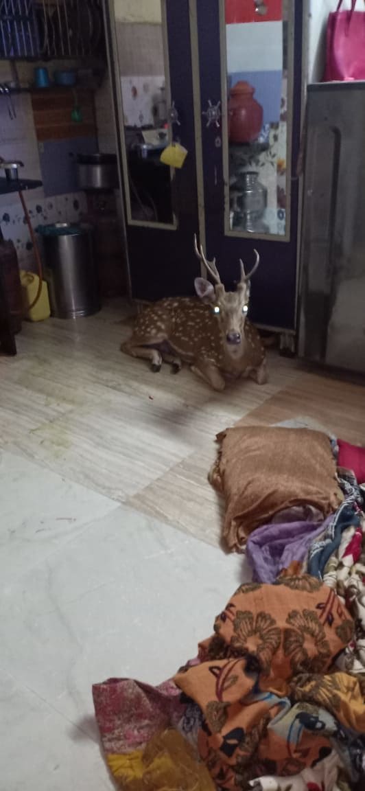 その後、サンジャイガンジー国立公園の近くの地域で、缶詰の小屋を壊した後、キタジカが家に落ちたことがわかりました。