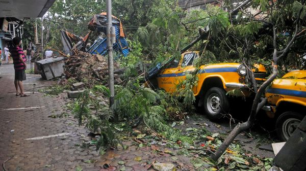 ট্যাক্সির ওপর গাছ ট্যাক্সির ওপর গাছ