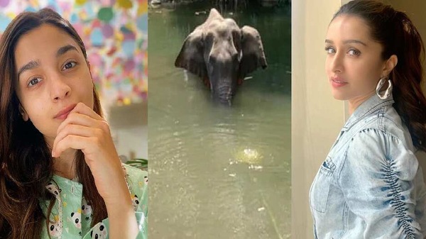 কেরলে গর্ভবতী হাতি হত্যার প্রতিবাদে সরব বলিউড তারকারা কেরলে গর্ভবতী হাতি হত্যার প্রতিবাদে সরব বলিউড তারকারা