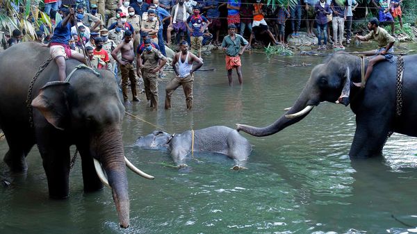 হাতির দুর্ভাগ্যজনক মৃত্যু (AFP) হাতির দুর্ভাগ্যজনক মৃত্যু (AFP)