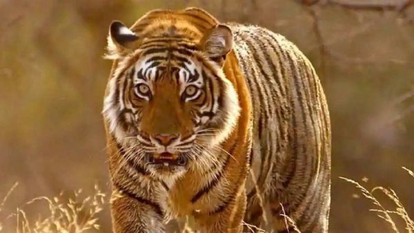 ২০১৮ সালের অক্টোবর মাসে অমরাবতী জেলায় দুই ব্যক্তিকে হত্যা করার পরে ডিসেম্বর মাসে বাঘটি মধ্য প্রদেশের বেতুলে প্রবেশ করে। ২০১৮ সালের অক্টোবর মাসে অমরাবতী জেলায় দুই ব্যক্তিকে হত্যা করার পরে ডিসেম্বর মাসে বাঘটি মধ্য প্রদেশের বেতুলে প্রবেশ করে।