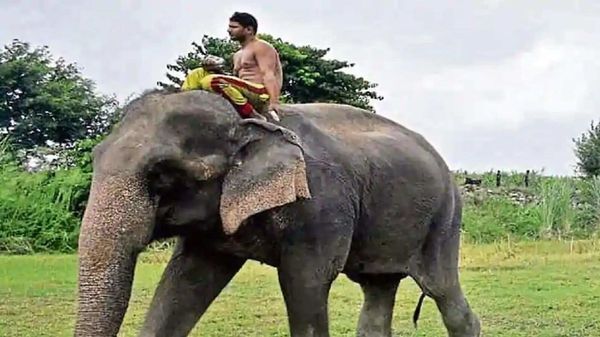 ঠাকুরদা ও বাবার কাছে তালিম নিয়ে মাত্র ১২ বছর বয়সেই মাহুত হিসেবে কাজ শুরু করেন ইমাম। (ফাইল ছবি) ঠাকুরদা ও বাবার কাছে তালিম নিয়ে মাত্র ১২ বছর বয়সেই মাহুত হিসেবে কাজ শুরু করেন ইমাম। (ফাইল ছবি)